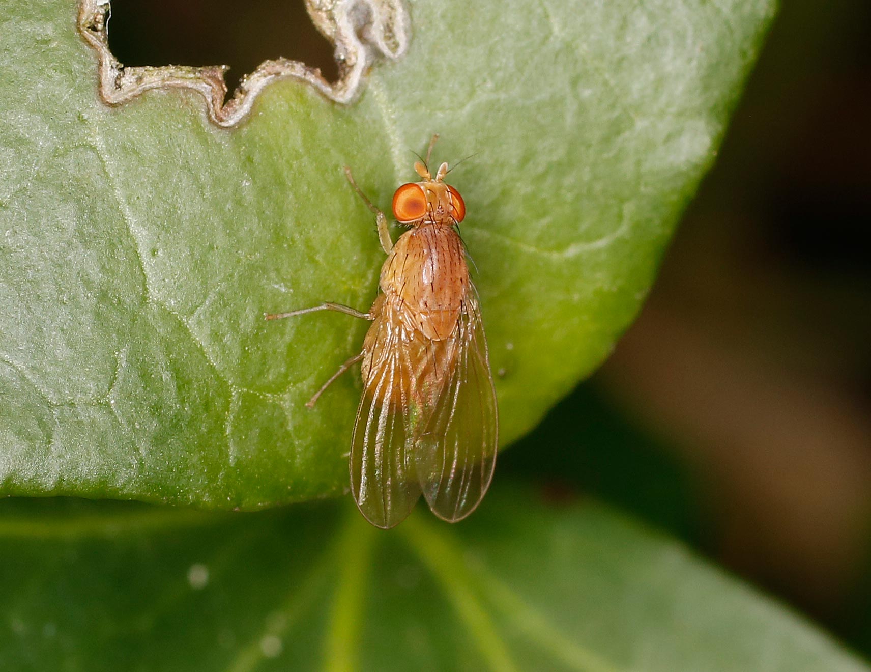 Lauxaniidae: Sapromyza quadripunctata?    S